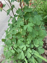 Aquilegia canadensis