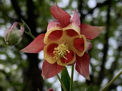 Aquilegia canadensis