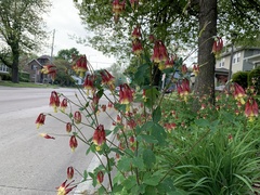 Aquilegia canadensis