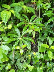 Paris polyphylla stenophylla