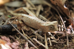 Brookesia stumpffi