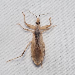 Oncocephalus nubilus