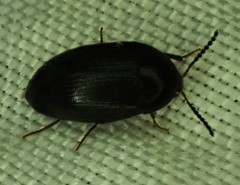 Eustrophopsis