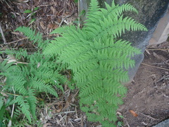 Polypodiopsida
