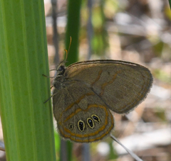 Neonympha helicta