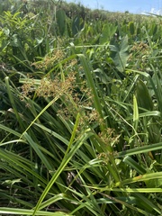 Rhynchospora corymbosa