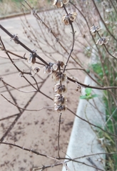 Ocimum basilicum