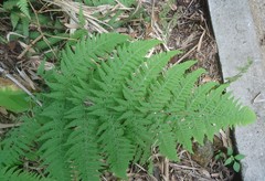 Polypodiopsida