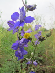 Delphinium ajacis