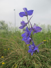Delphinium ajacis