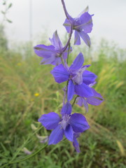Delphinium ajacis