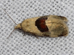 Phalonidia lepidana
