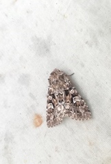 Pachetra sagittigera