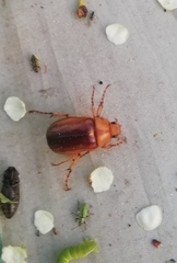 Rhizotrogus maculicollis