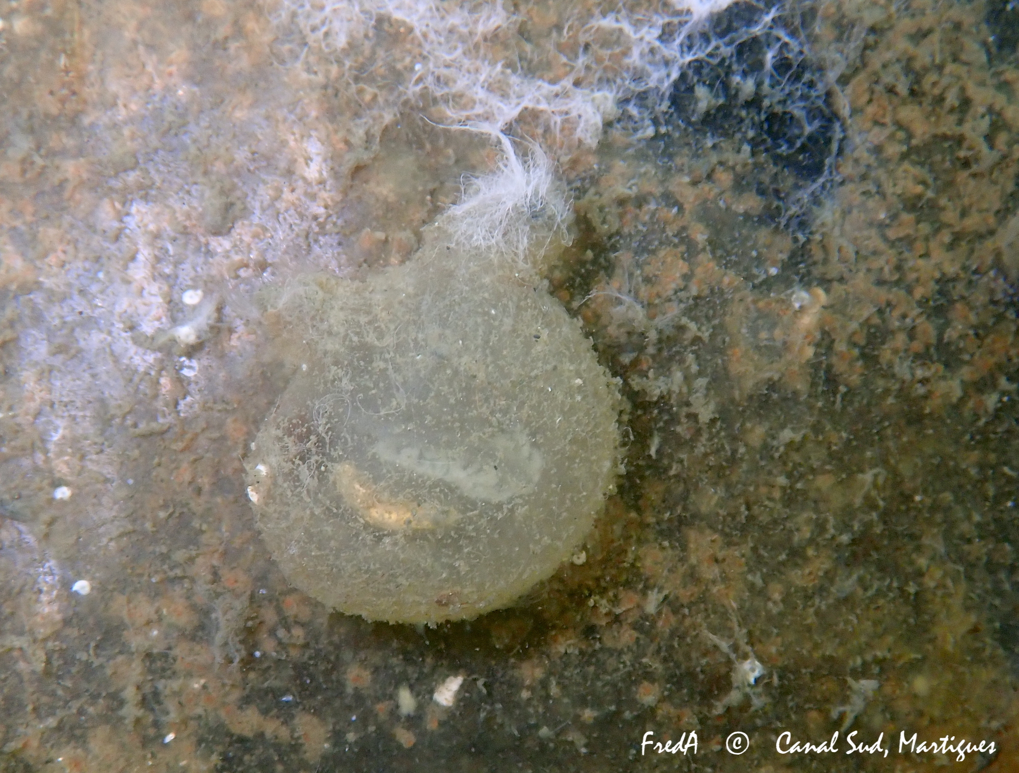 Molgula manhattensis (De Kay, 1843)