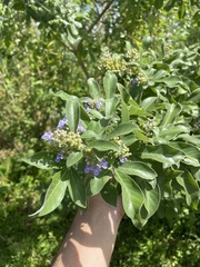 Vitex trifolia