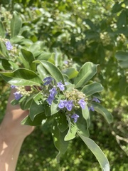 Vitex trifolia