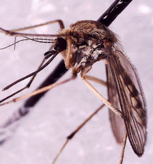 Aedes sticticus