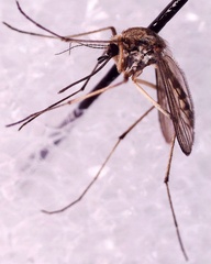 Aedes sticticus