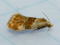 Phalonidia ontariana