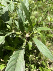 Struchium sparganophorum