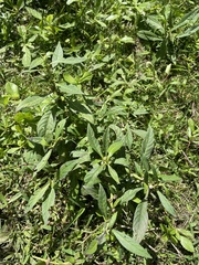 Struchium sparganophorum