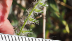 Cryptantha barbigera barbigera