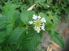 Lantana