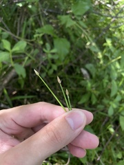Eleocharis flavescens