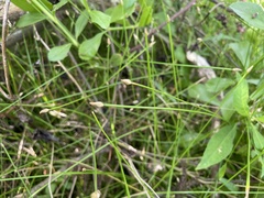 Eleocharis flavescens