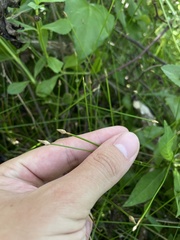 Eleocharis flavescens
