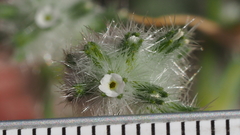 Cryptantha barbigera barbigera