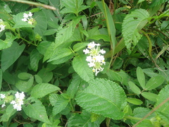 Lantana