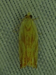 Ancylis platanana