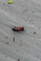 Tilloidea unifasciata
