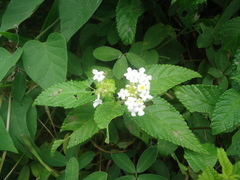 Lantana