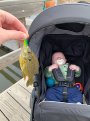 Lepomis gibbosus × cyanellus