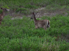 Odocoileus virginianus texanus