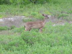 Odocoileus virginianus texanus