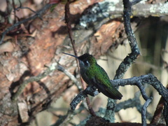 Eugenes fulgens