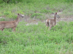 Odocoileus virginianus texanus