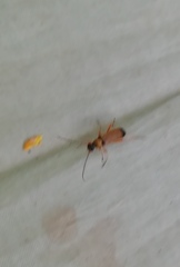 Grammoptera ustulata