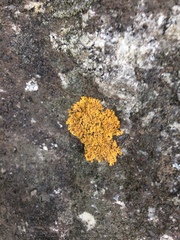 Fungi