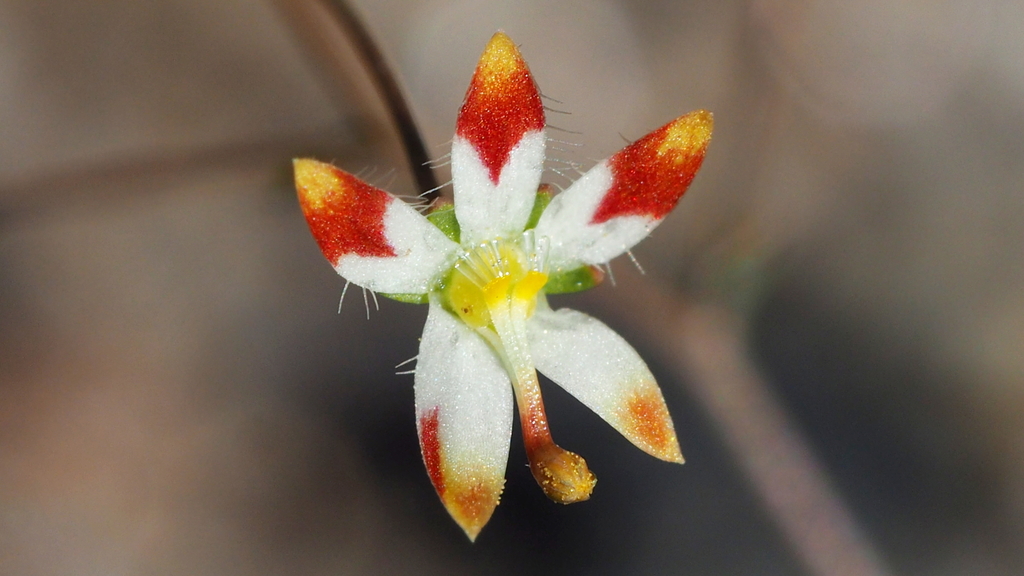 desert threadplant
