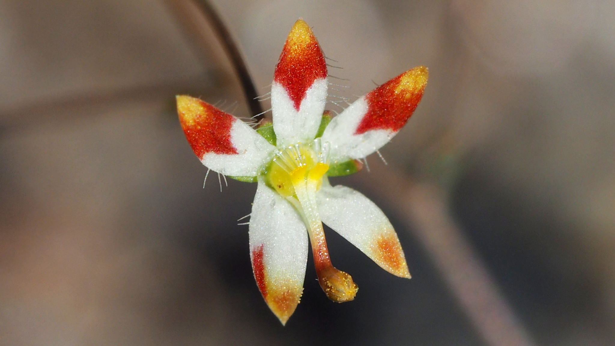 Nemacladus rubescens