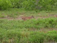 Odocoileus virginianus texanus