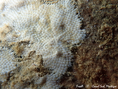 Cryptosula pallasiana