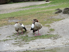 Alopochen aegyptiaca