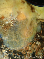 Cryptosula pallasiana