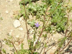 Legousia scabra